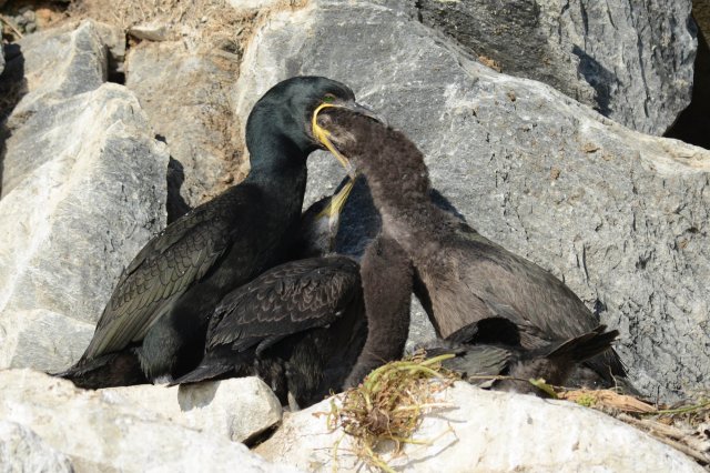 Cormoran huppé / European Shag